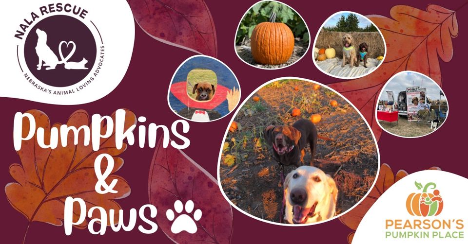 pumpkins and paws